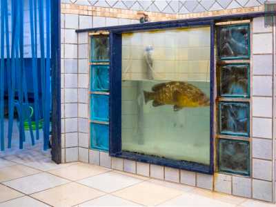 ...l� dove alla cernia � stata riservata una vasca tutta sua: ampia e con i vetri azzurri